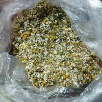 فروش بابونه درجه ۱