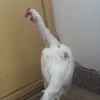 خوروس لاری ۹ماهه