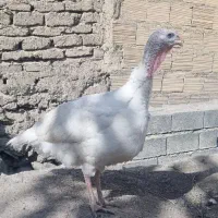 بوقلمو سفیدبیوتی ماده