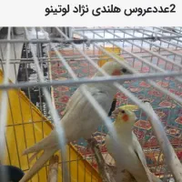2عددعروس هلندی نژاد لوتینو