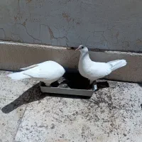 جفت سفید با جوجه و نیم تنه نر