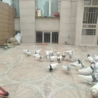 کبوتر طوقی
