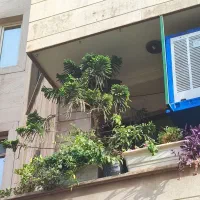 کاج مطبق ۳متری