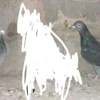 کفتر پولک.چاپی