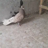 کبوتر
