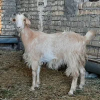 بز جوان سانن