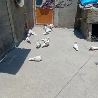 یه کله کبوتر