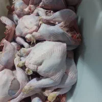 لاشه کامل بوقلمون/قطعه بندی/گرم/منجمد/تناژ بالا
