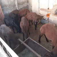 گوسفند پرواربندی