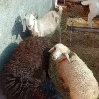 میش جوان و بره