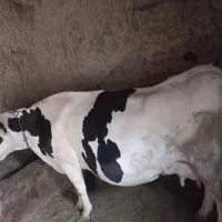 حیوان گاوشیرده  این شماره زنگ بزنید