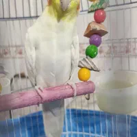 عروس هلندی