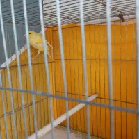 2عدد جوجه قنار ی نر 4ماهه