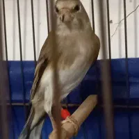 فروش سهره قناری