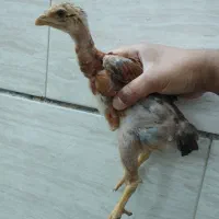 جوجه لاری