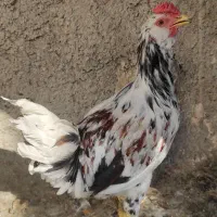 خروس گلین