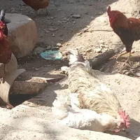 4عددخروس محلی درکندر