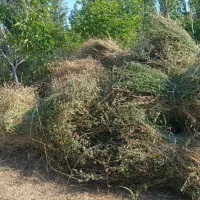 علوفه یونجه