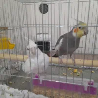 عروس هلندی برای معاوضه
