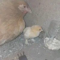 تخم مرغ برهما نطفه دار