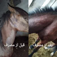 روغن اسب