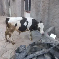 گوساله