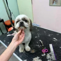 سگ گمشده