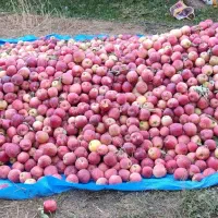 کارکشاورزی