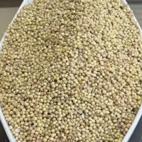 گشنیز تمیز وسالم