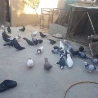 ۲۰ جفت کفتر