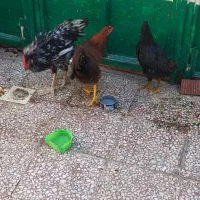 مرغ و جوجه فروشی