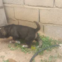 توله سگ