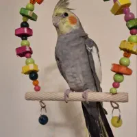 عروس هلندی نر