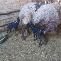 میش مهربانی ۲قلو