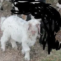 گوسفند فروشی