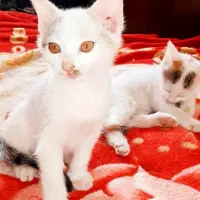 دو بچه شیرین