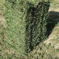یونجه و ذرت علوفه ای و کلش گندم بشرط کیفیت