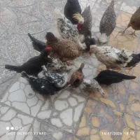مرغ و خروس گلین