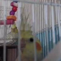 عروس هلندی فروشی