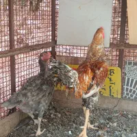 مرغ خروس لاری