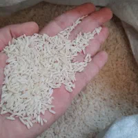 برنج  ضیغمی سرابکلان