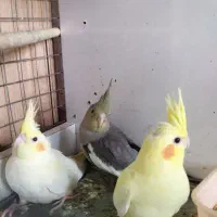 عروس هلندی با جوجه