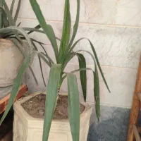 گلهای طبیعی