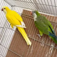 پرنده
