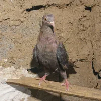کبوتر