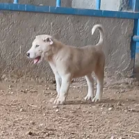 واگذاری سگ خراسانی افغان نگهبا گله توله
