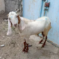 حیوانات مزرعه