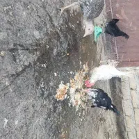 پرنده|حیوانات مزرعه|مشهد, امیرآباد|دیوار