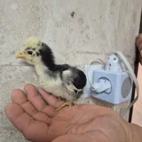 جوجه سلطان