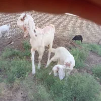 بز گلابی اصل